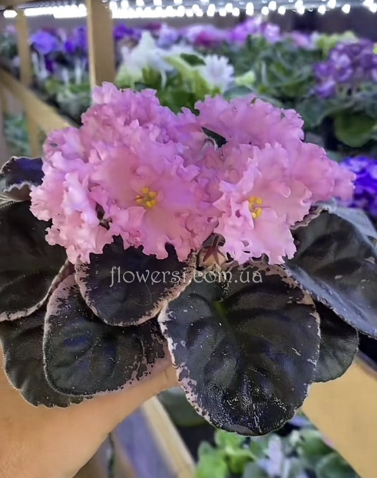 Фіалка ВаТ-Золушка