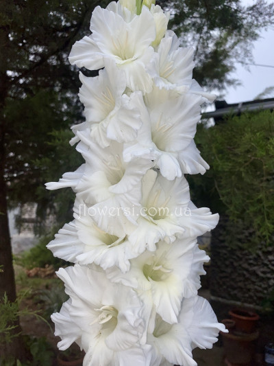 Гладіолус  Ексквізит