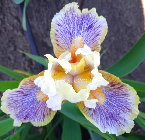 ирис карлик Тверк(Twerk )Год: 2016