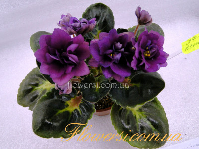 Фиалка ЛФ-Ксения