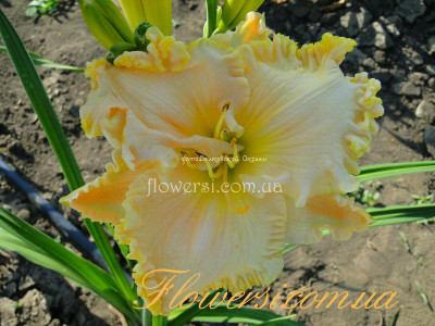 Лілійник Вікторіен Лейс (Victorian Lace)