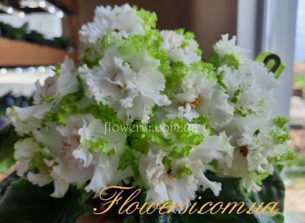 Фиалка ПиК-Богема (М. Пикалова)