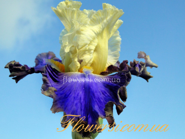 Ирис Стайл Травелер (Stave leyle Trr)