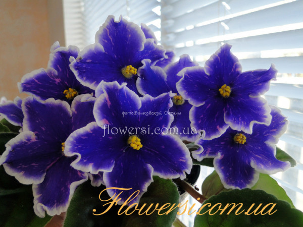 Фиалка Dn-Зоряне Сяйво (Д. Денисенко)