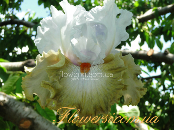 Ирис Снапарази (Snaparazzi)