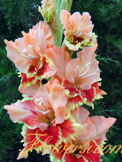 Гладiолус Зелта Апмаліте (Zelta Apmalīte)  