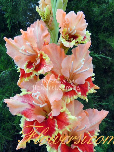 Гладiолус Зелта Апмаліте (Zelta Apmalīte)  