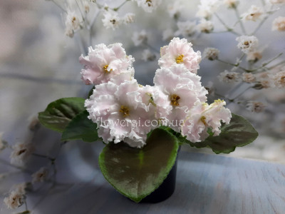 Фиалка АВ-Панакота