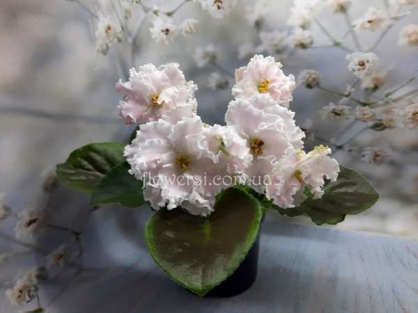 Фиалка АВ-Панакота