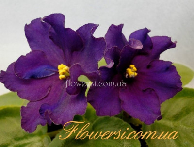 Фиалка ЕК-Гулливер