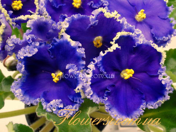 Фиалка Reigning Beauty (Swift)