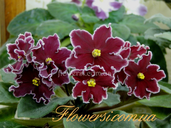  Фіалка Arcturus (Eyerdom)