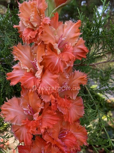 Гладiолус Брат Вінні Пуха