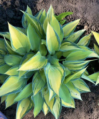 Хосту Justine (Жюстин)