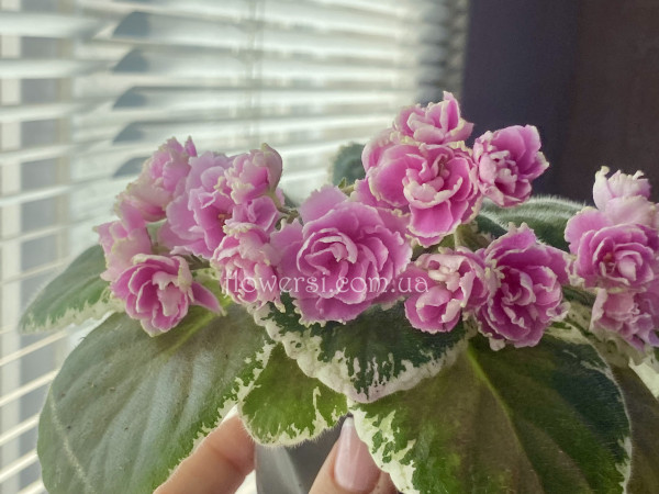 Фіалка АВ-Цветущая Гортензия