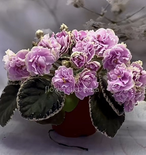 Фіалка АВ-Цветущая Гортензия