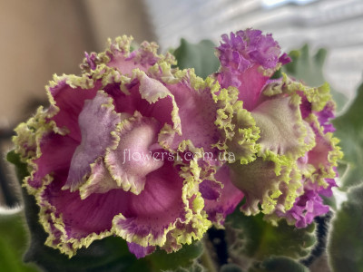 Фіалка АВ-Венский Штрудель (спорт)