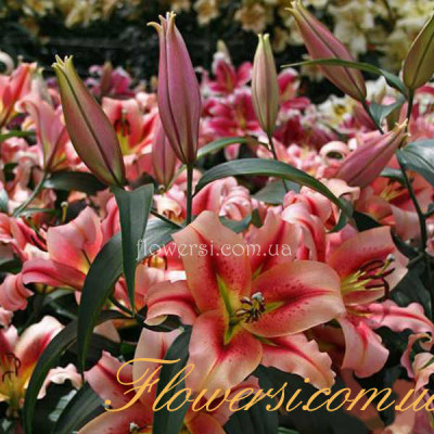 Лілія OT-гібрид гігант Olivpic Torch (Олімпік Тач)