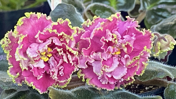 Фиалка НД-Радостея люкс 