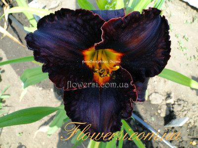 Лилейник Диамант Ноир (Diamant Noir)