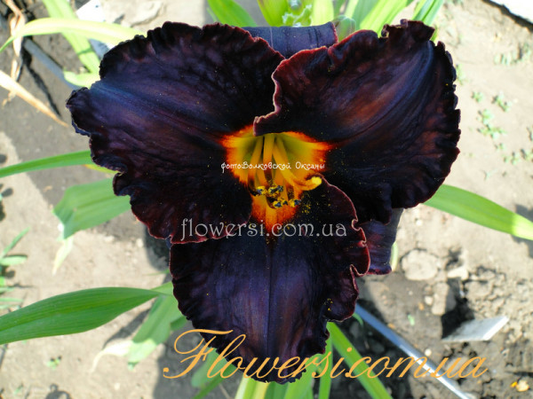 Лилейник Диамант Ноир (Diamant Noir)