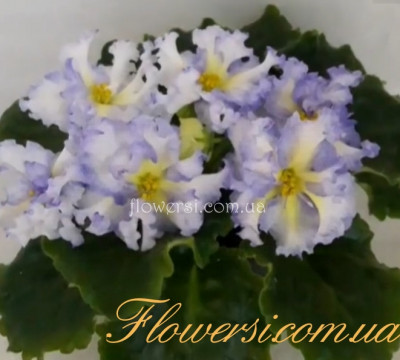 Фиалка Leo-Львовская Сецессия 