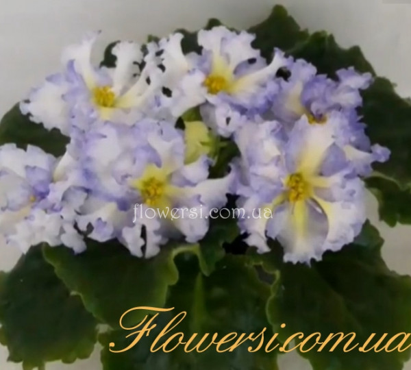 Фиалка Leo-Львовская Сецессия 