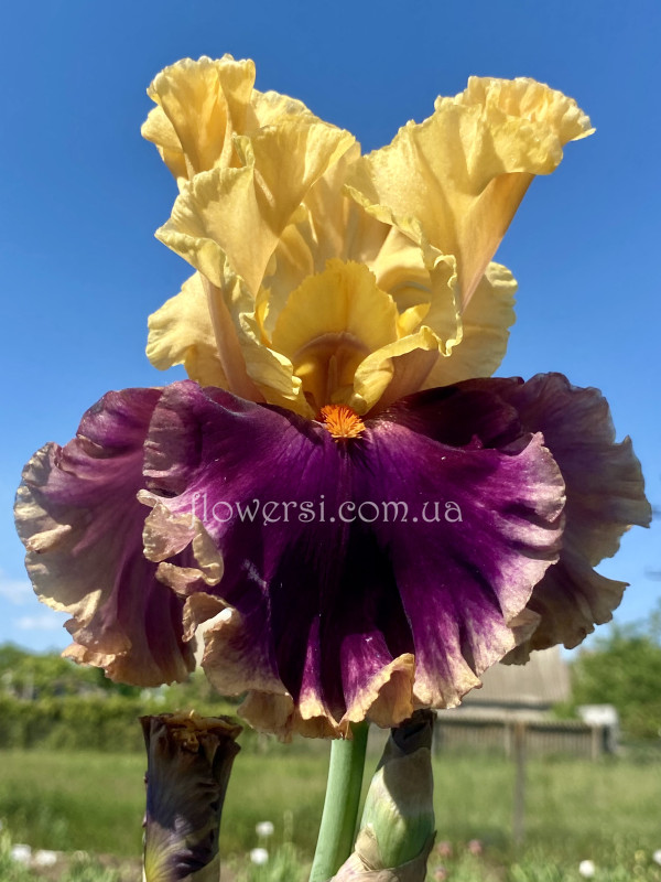  Ирис Голливудские огни  (Hollywood Lights )