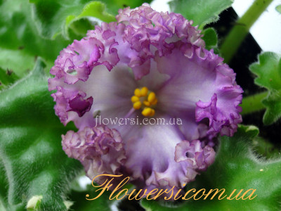 Фиалка НК-Дюк де Рішельє