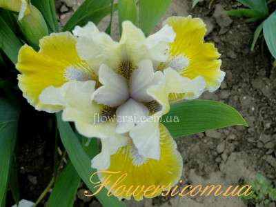 Ирис Пьеро (Pero )