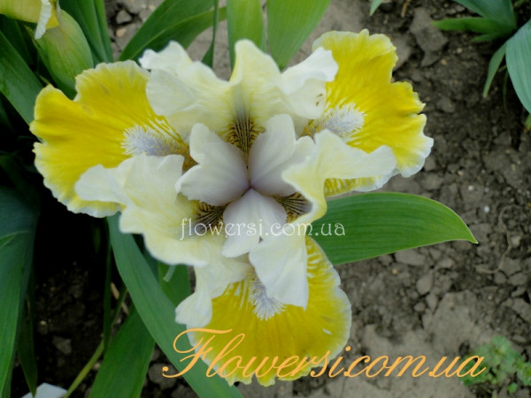 Ирис Пьеро (Pero )