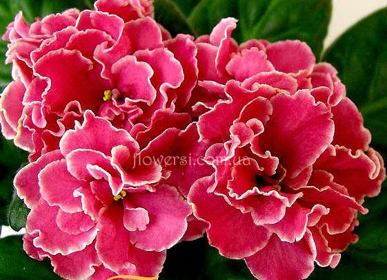  Фіалка Alamo Joy (Pittman)