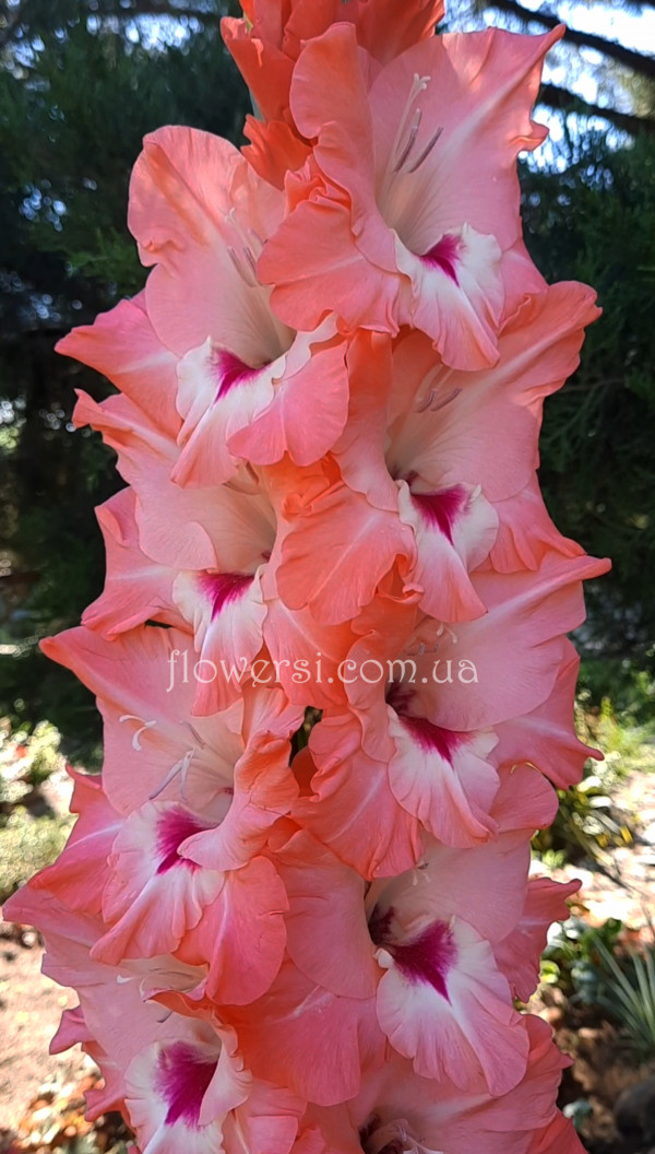 Гладiолус От Всего Сердца 