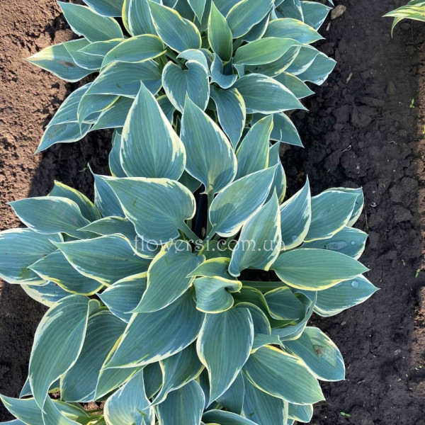 Хоста “Valley’s Glacier”(Валлис  Глейсер)