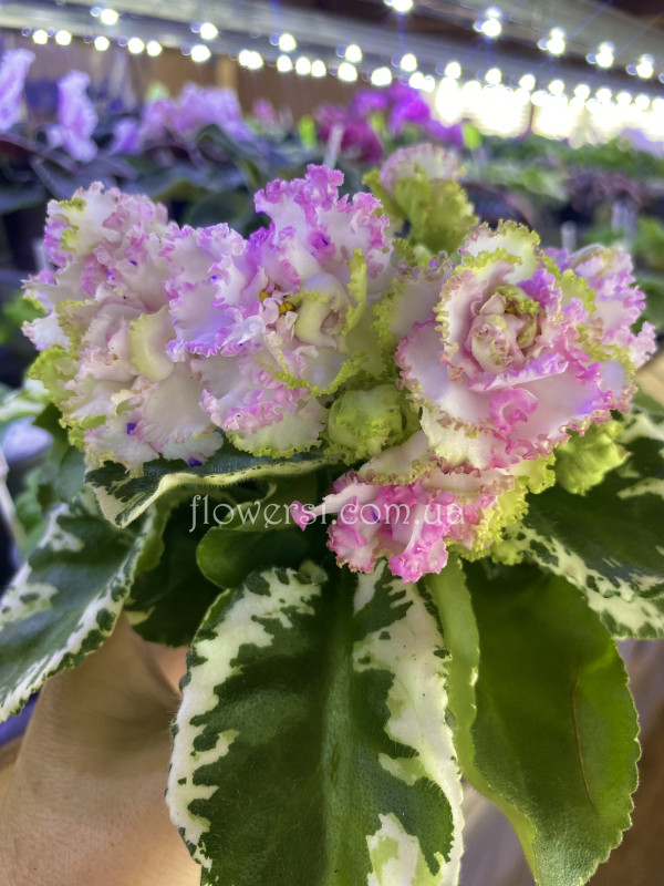 Фіалка КО-Алмазная Мозаика