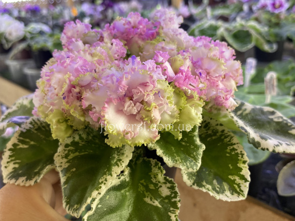 Фіалка КО-Алмазная Мозаика