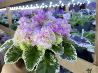 Фіалка КО-Алмазная Мозаика