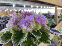 Фіалка КО-Алмазная Мозаика