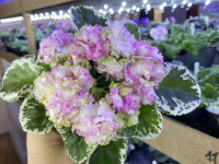 Фіалка КО-Алмазная Мозаика