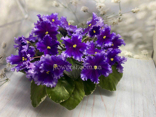 Фіалка Midnight Frolic (S. Sorano)