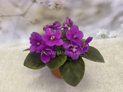 Фiалка Perk up (Lyon)