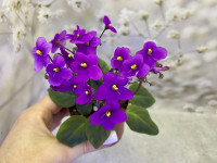 Фiалка Perk up (Lyon) Фiалка Perk up (Lyon)