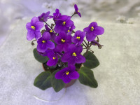 Фiалка Perk up (Lyon) Фiалка Perk up (Lyon)