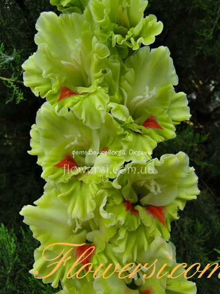 Гладiолус Zaļumballe (Залюмбалле)